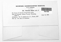 Puccinia stipae image